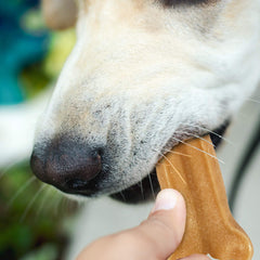 Himalayan Dog Chew Bone glossy cheese surface signals premium ingredients.