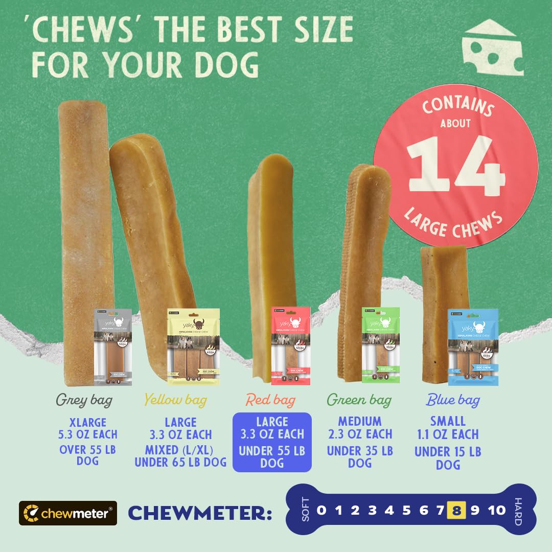 Dog chews happily during play with Himalayan Yak Cheese Chew