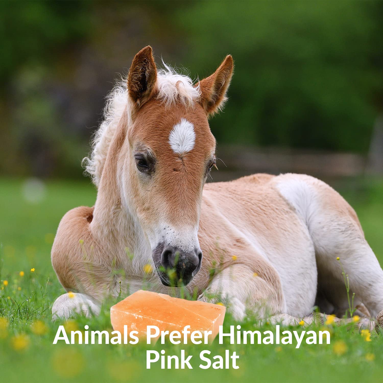 Himalayan Nature long-lasting salt blocks reduce replacement frequency.