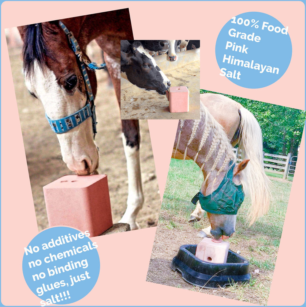 Himalayan Secrets safe, polished surface reduces risk of rough licking.