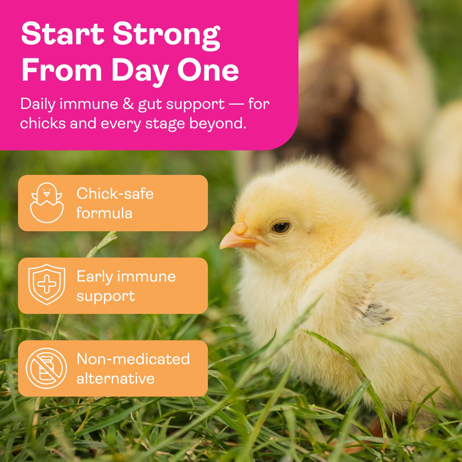 Hippy Chick chicken treat sample for easy daily supplementation.
