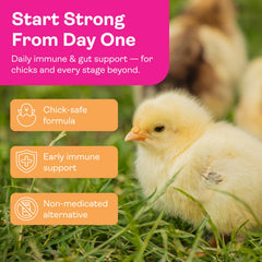 Hippy Chick chicken treat sample for easy daily supplementation.