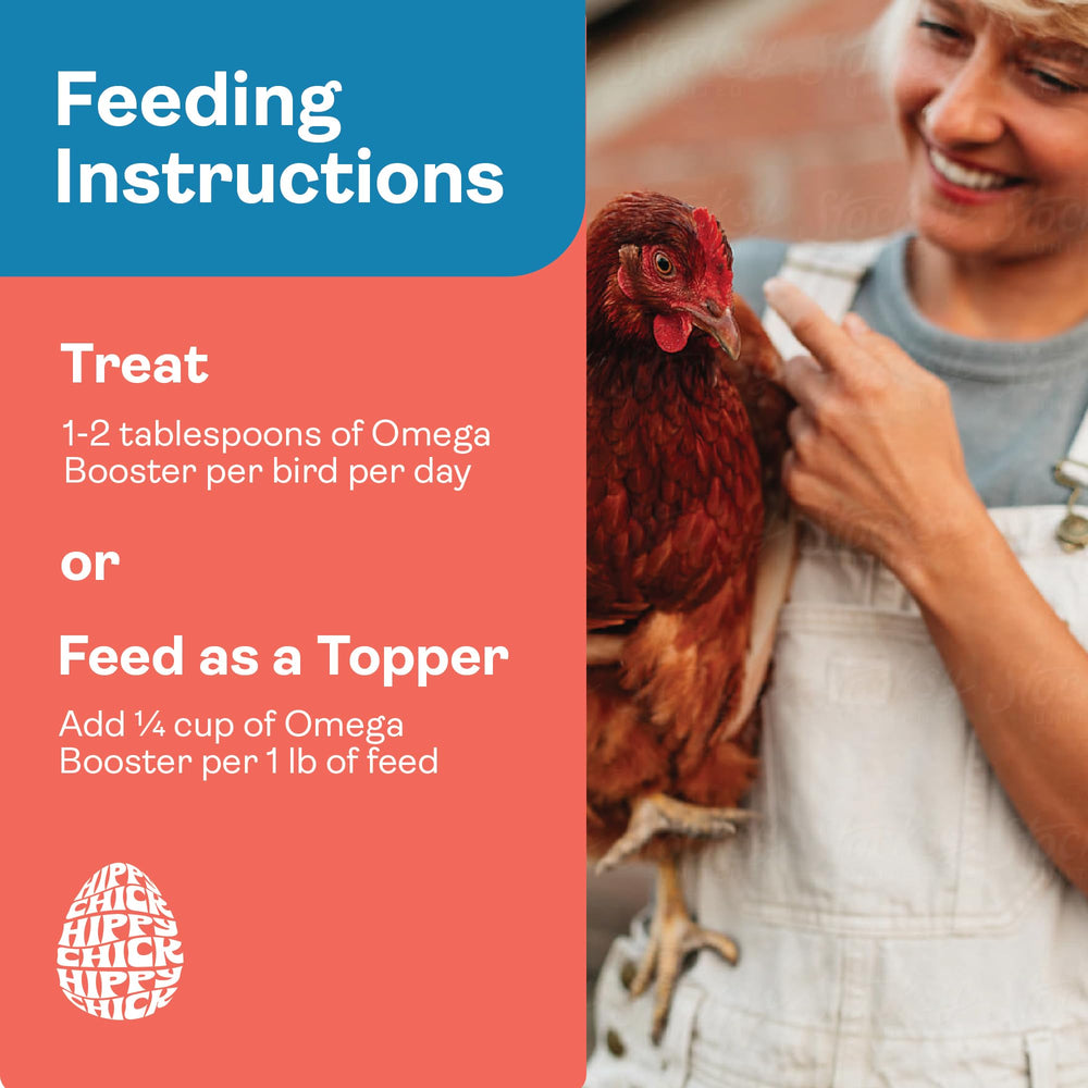 Hippy Chick Omega Booster feather health focus with hens grooming in coop.