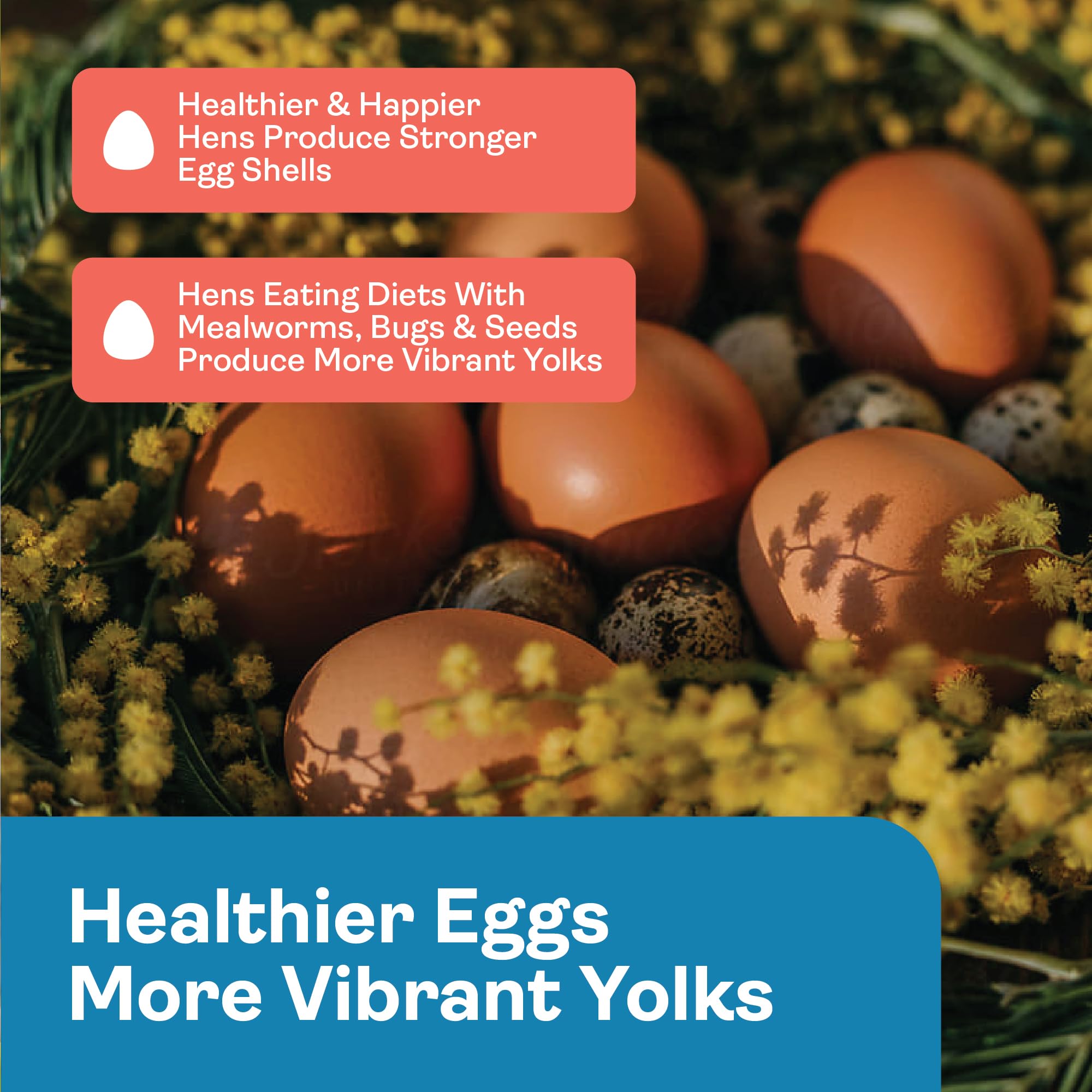 Hippy Chick Omega Booster omega-3 eggs concept with sunlight highlighting vibrant yolk.