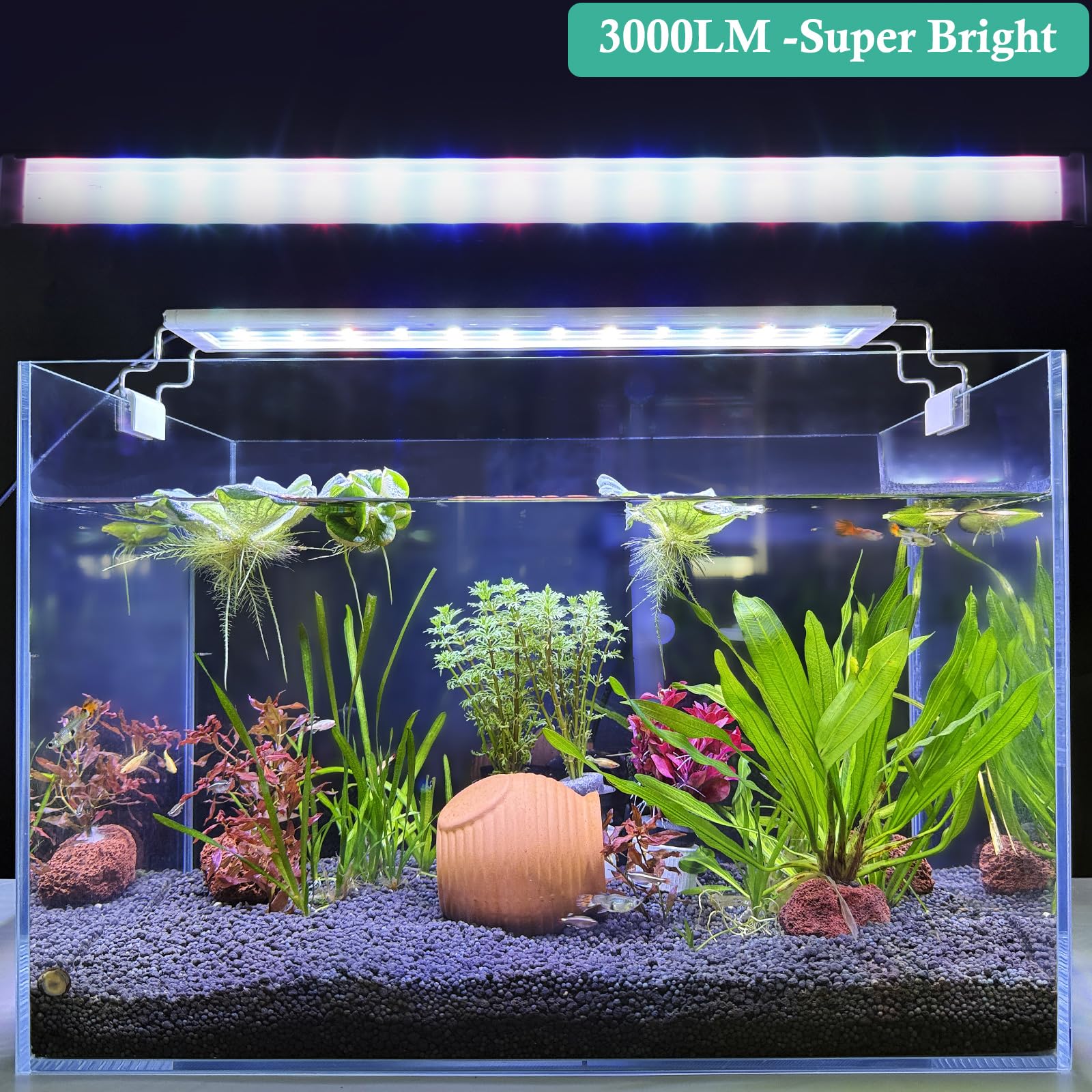 Hitop full spectrum 63-LED setup supports freshwater plant growth