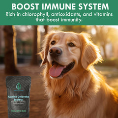 Holistic Bin canine fermented chlorella tablets served atop meals