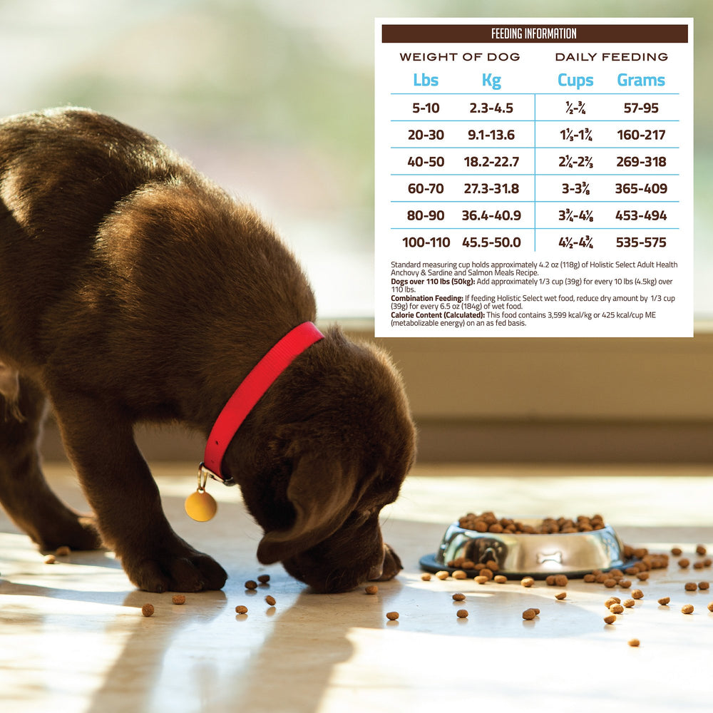 Holistic Select dog mealtime scene on porch conveys wholesome, enjoyable daily dining.