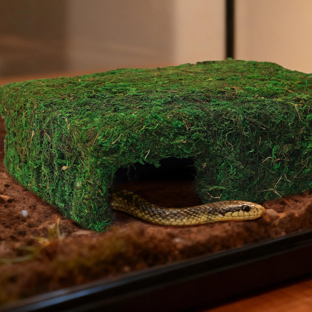 Hollima Mossy Cave Hide terrarium addition creates a focal hideout