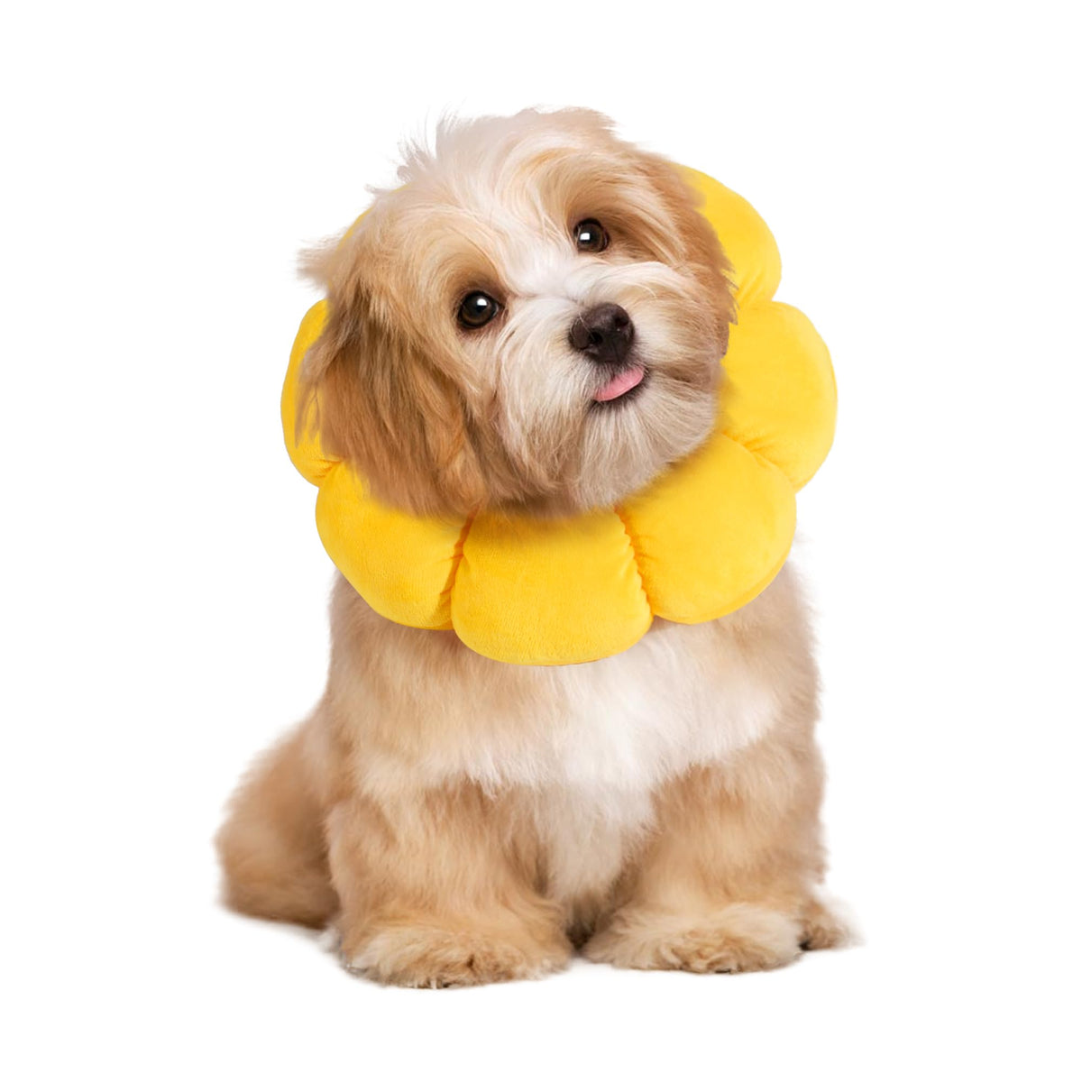 HOMBYS soft dog cone with flower shape comforts dogs after surgery