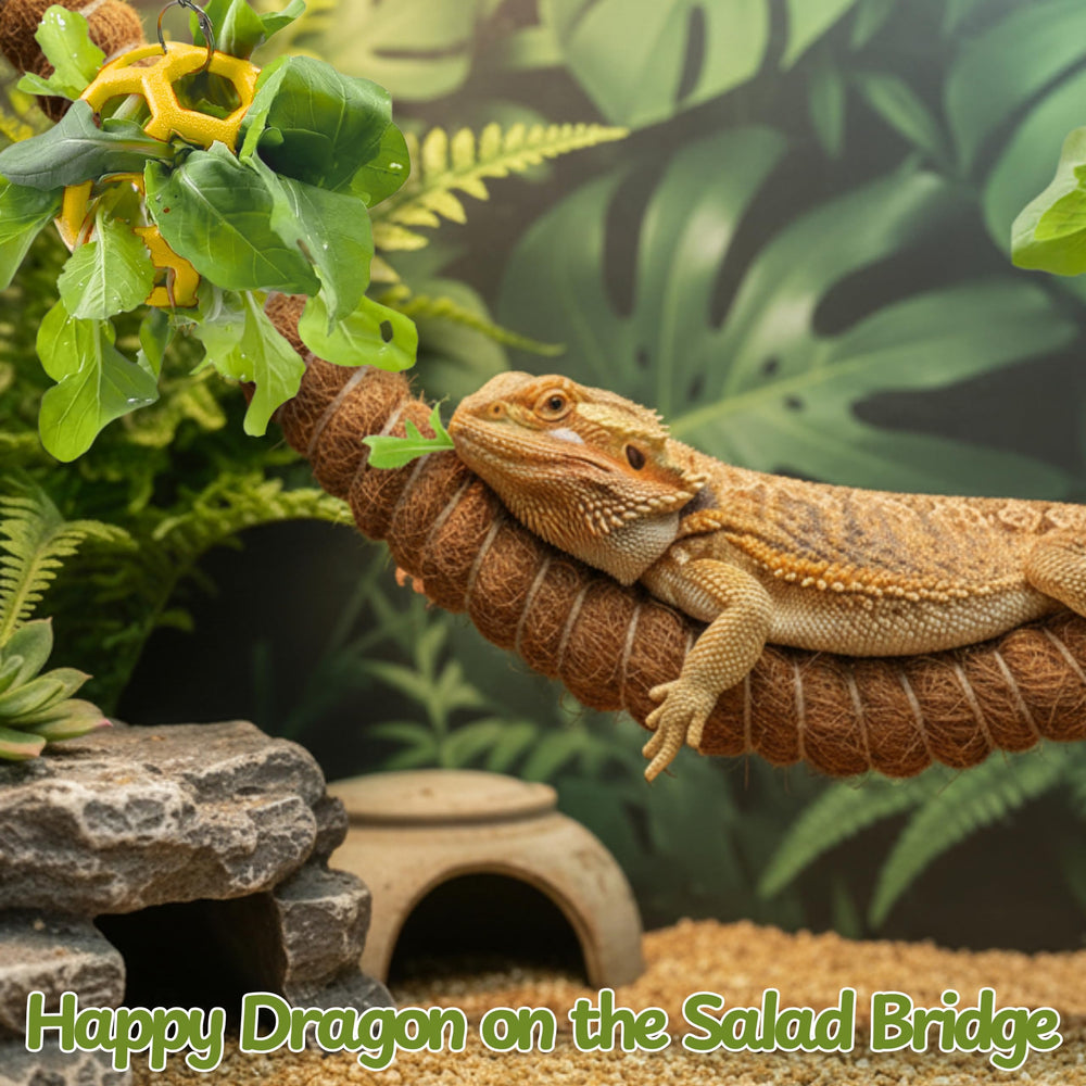 Homedy Crafts dynamic terrarium layout keeps dragons curious and active.