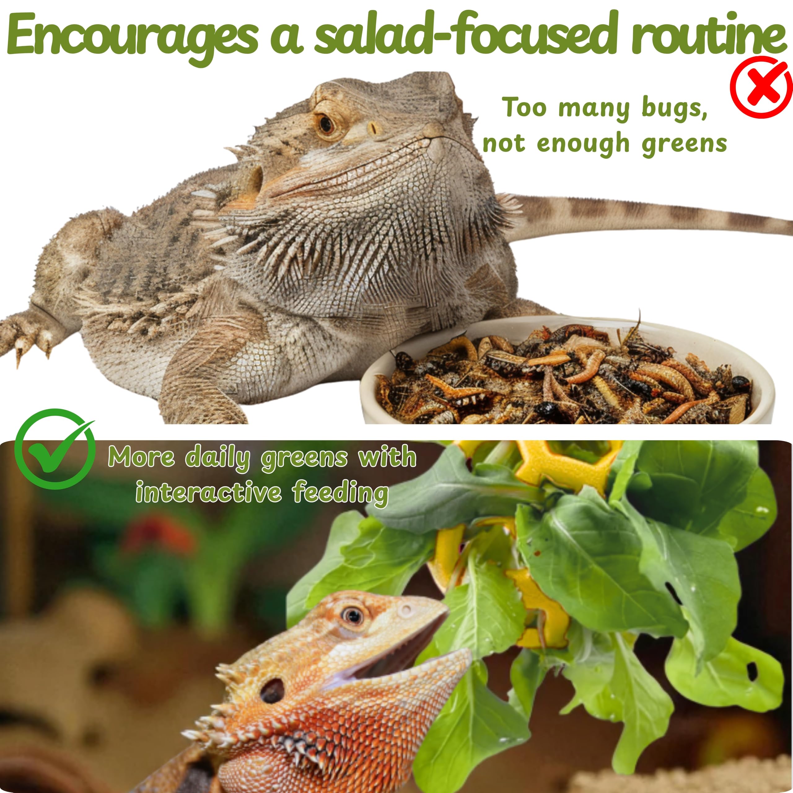 Homedy Crafts large tank enrichment route spans basking to feeding zones.