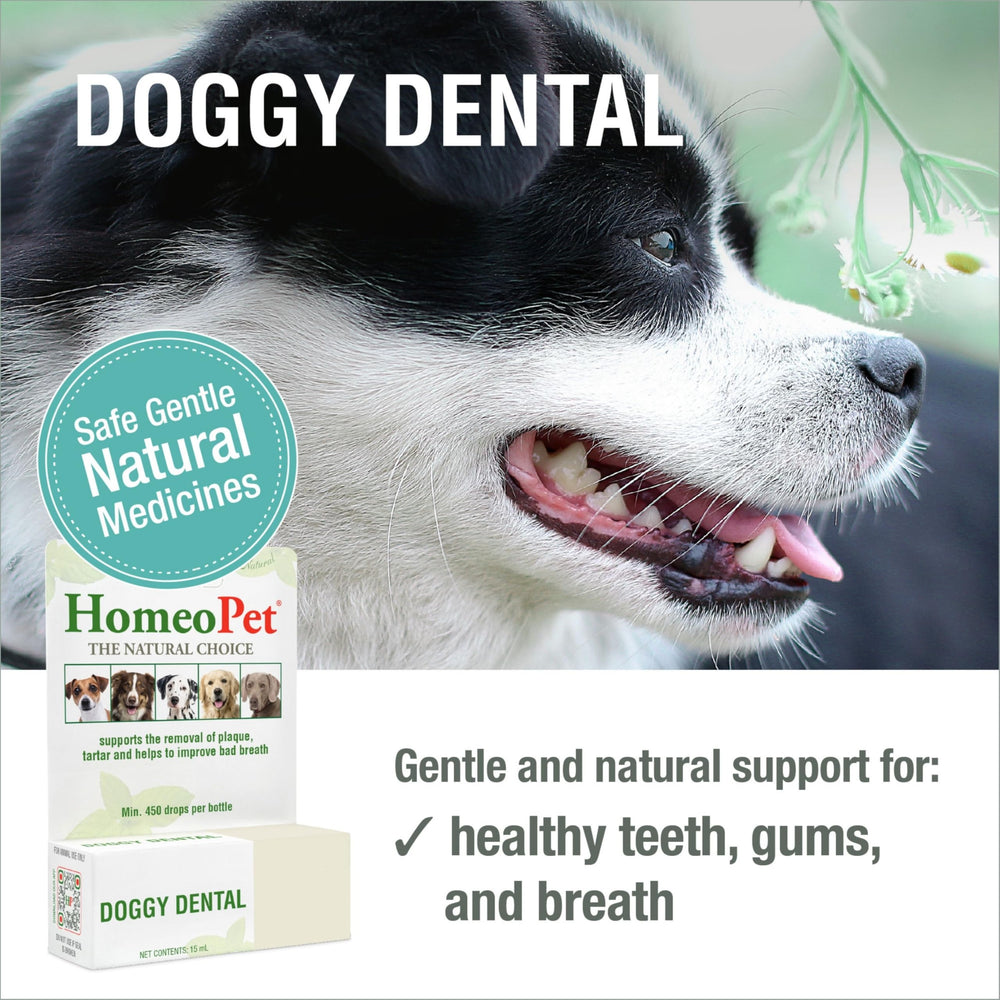 HomeoPet Doggy Dental dosing in water for simple daily freshness.