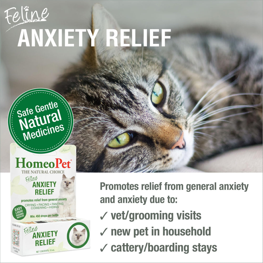 Dosing HomeoPet drops for calmer moments in cats.