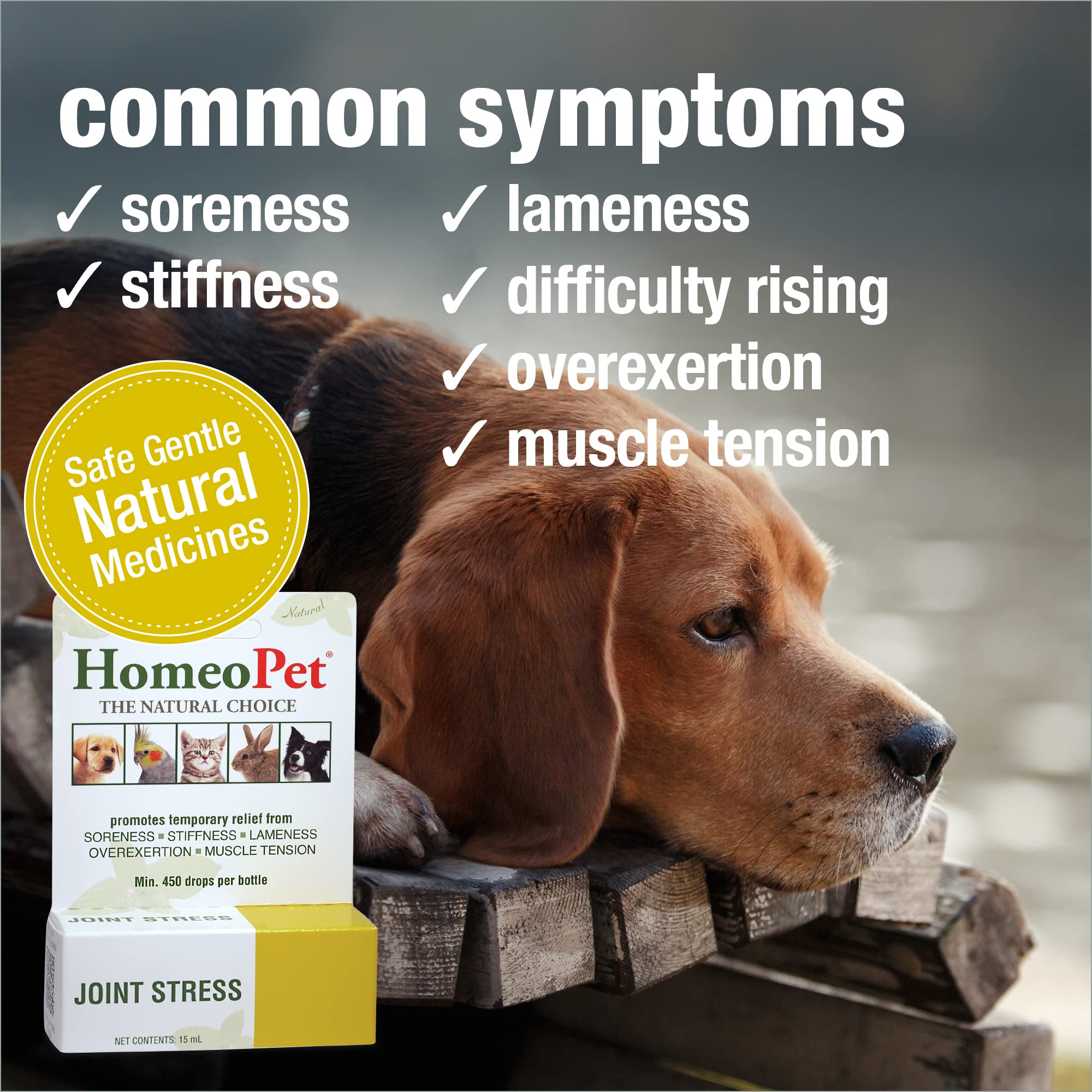 Dog receiving Joint Stress liquid for gentle joint support during walks.