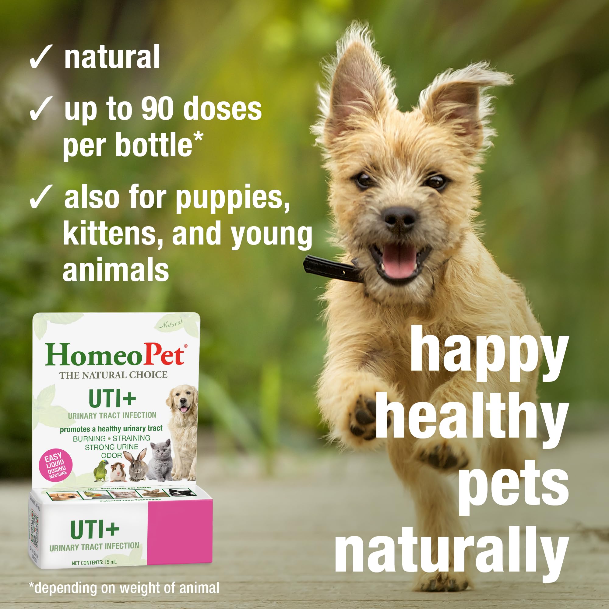 HomeoPet UTI+ pet-with-product scene illustrates everyday care.