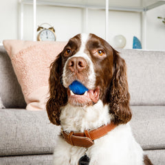 Hometop ZoomieBall USB-C rechargeable cable powers hours of fun.