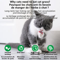 HONGYEE hairball excretion snack shown with fresh cat grass.