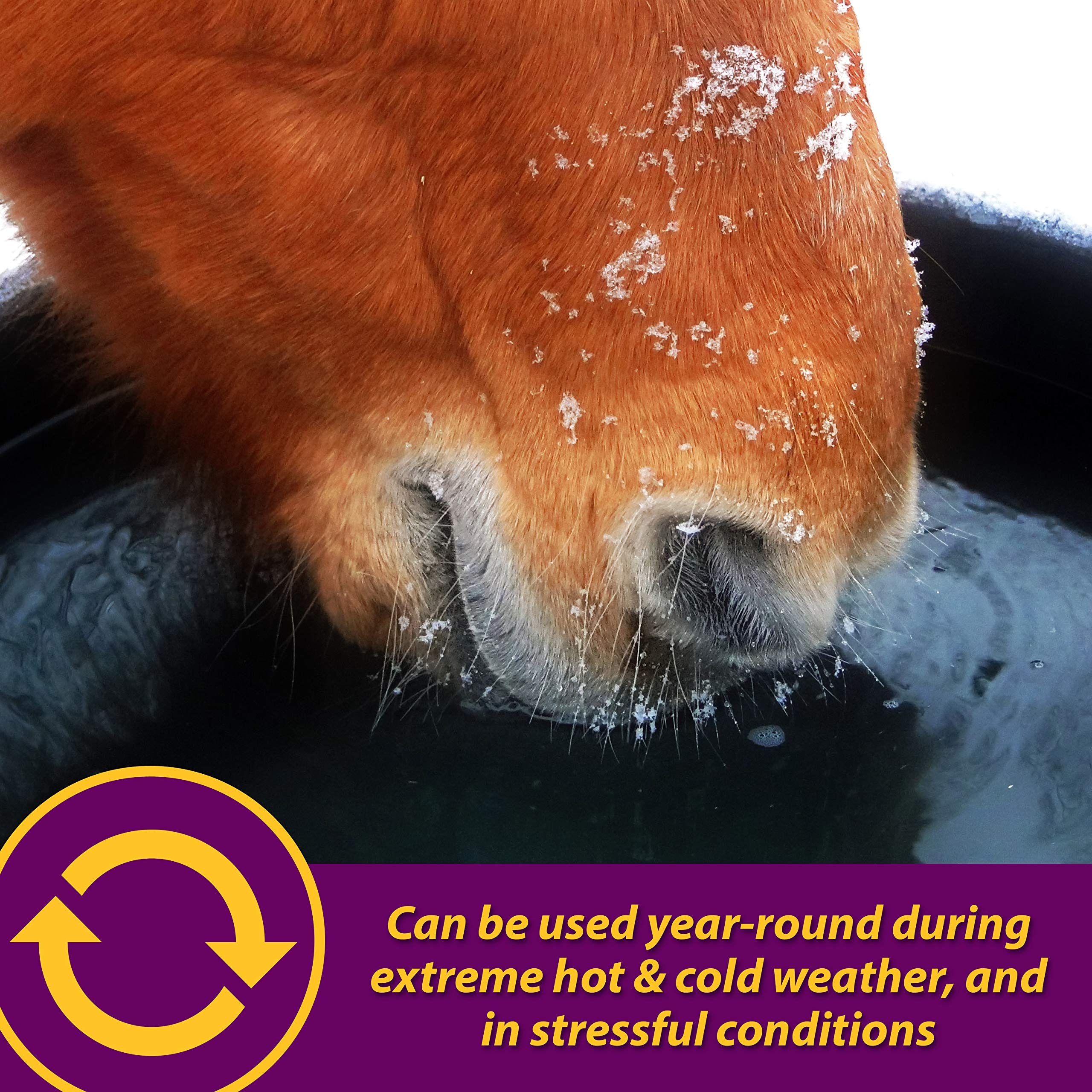 Close-up of Apple-Dex label showing apple flavor for daily use.