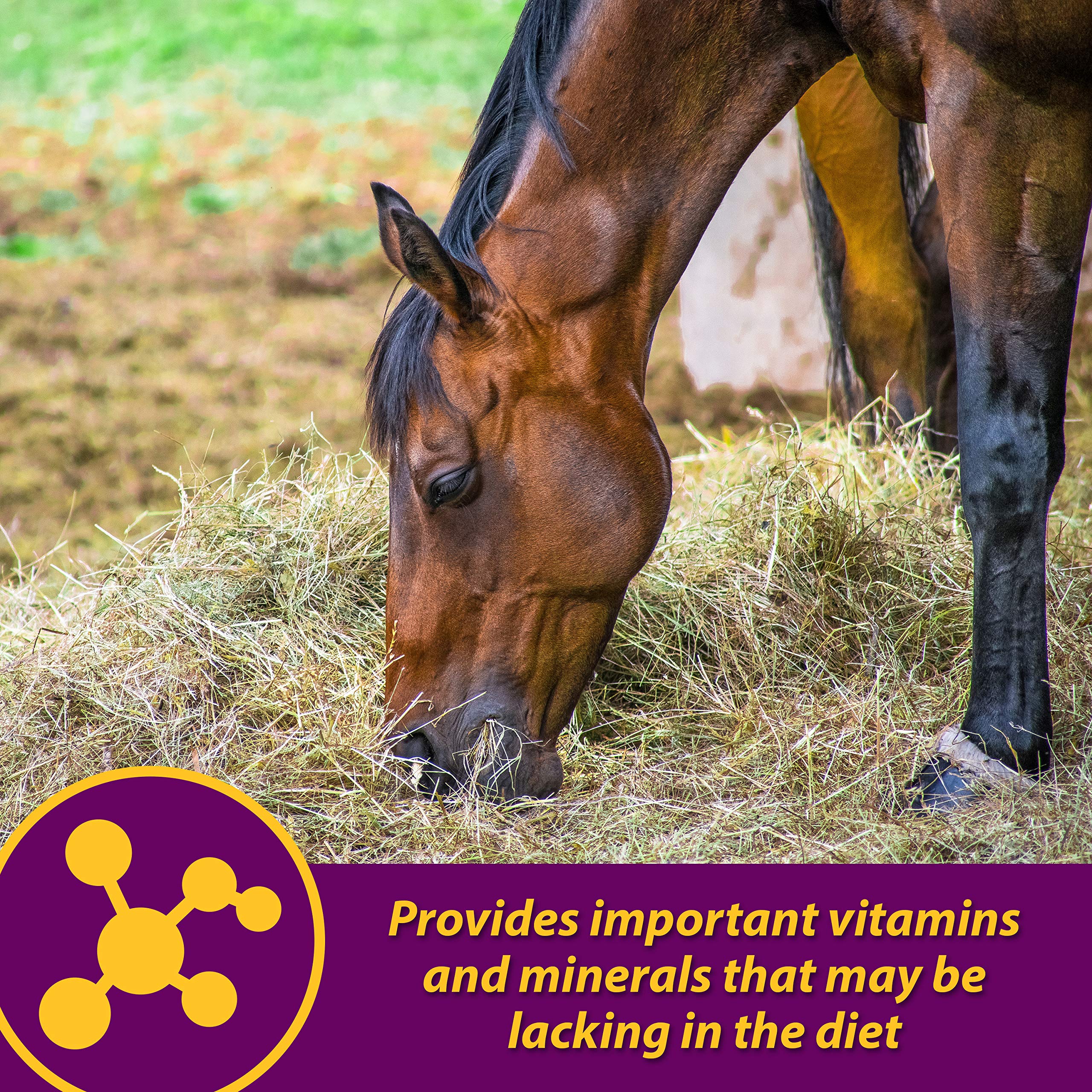Pellets being mixed into a horse's daily feed with Red Cell Pellets.