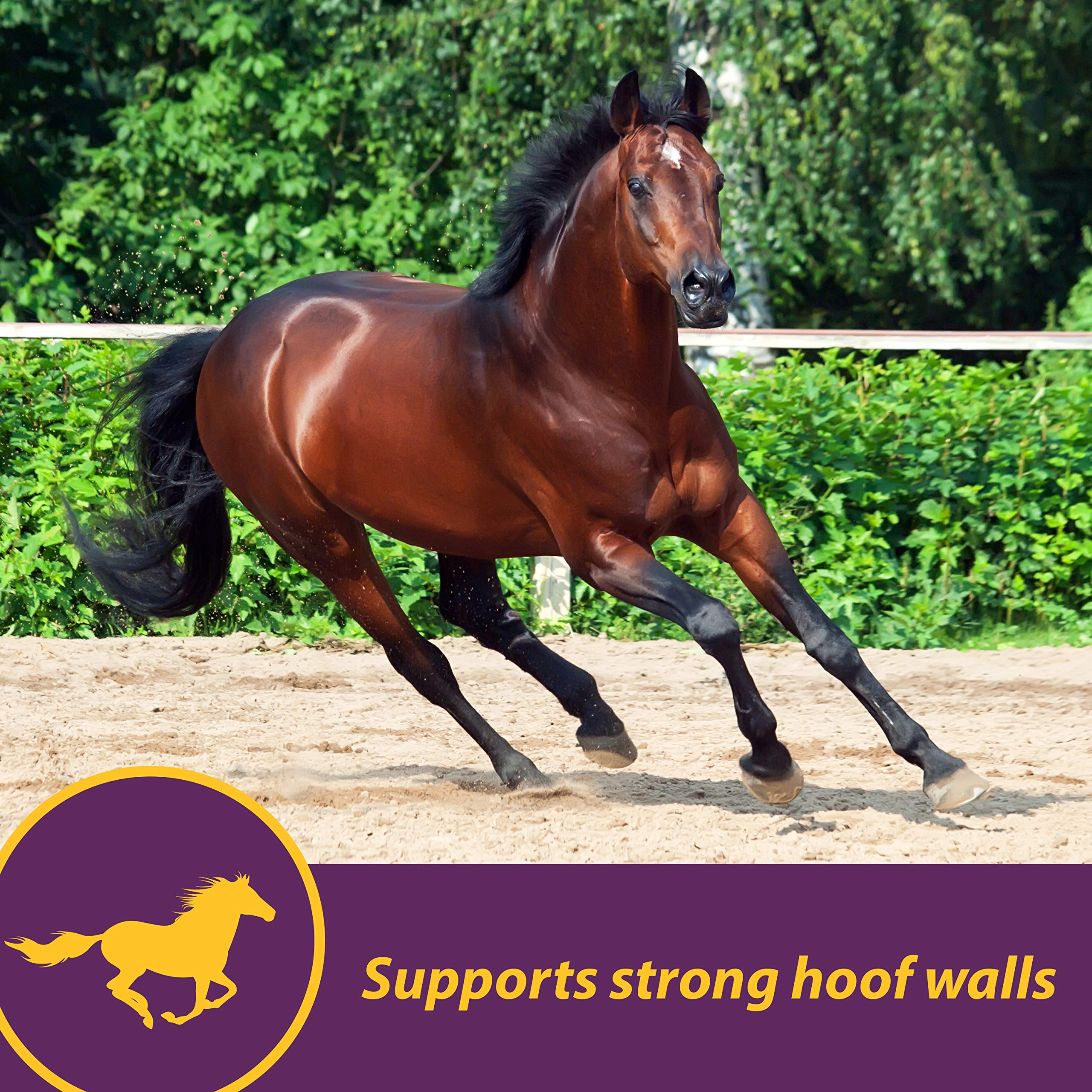 Horse Health Vita Biotin Crumbles easy to feed and mix into rations