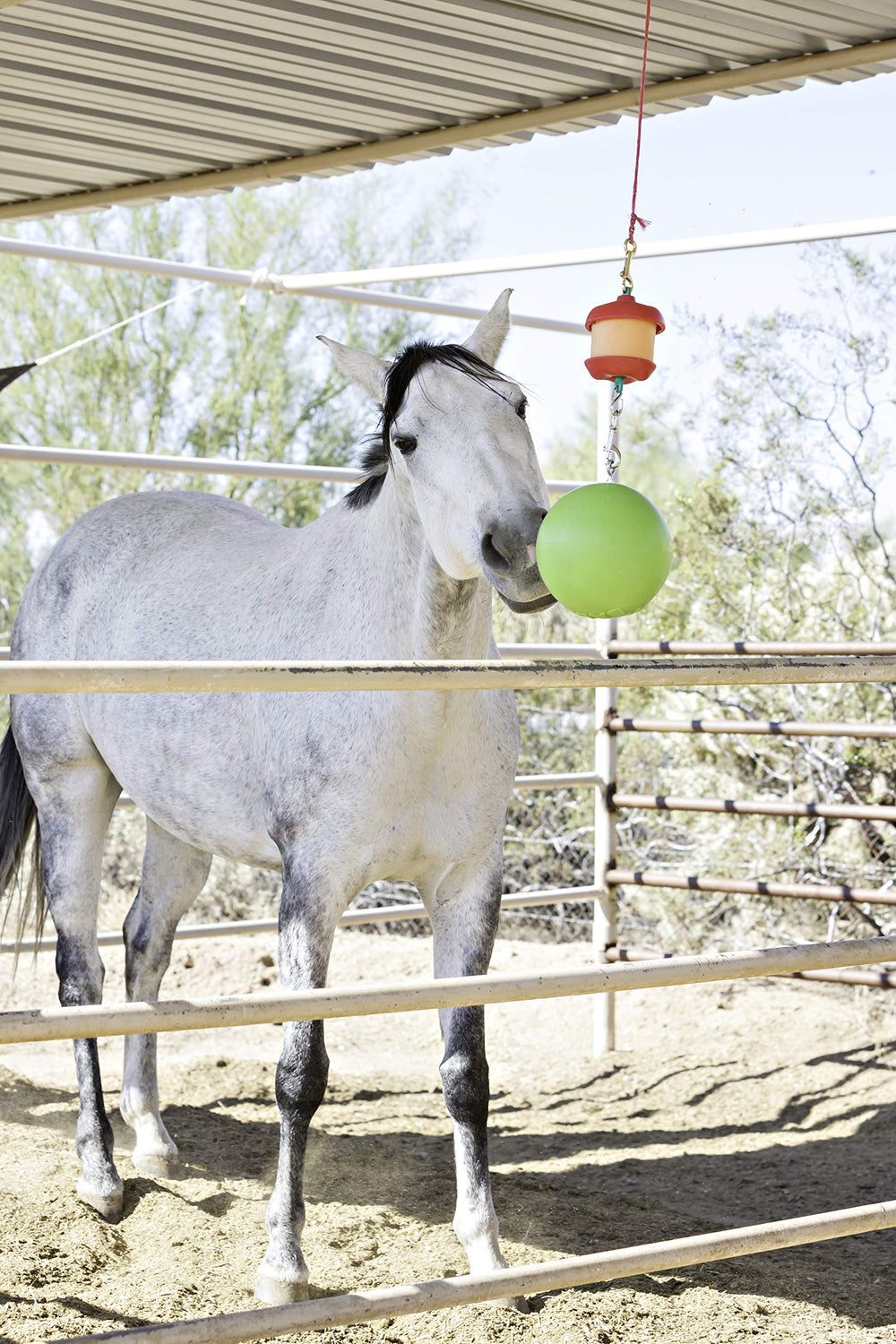 Horsemen's Pride horse enjoying a stable toy during stall time.