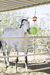 Horsemen's Pride horse enjoying a stable toy during stall time.