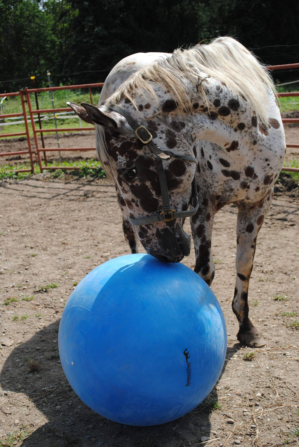 Horsemen's Pride mega ball blue packaging, ideal for stable or trailer storage
