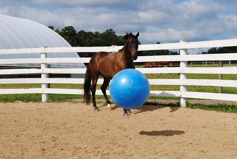 Horsemen's Pride mega ball blue side view, ready for interactive play