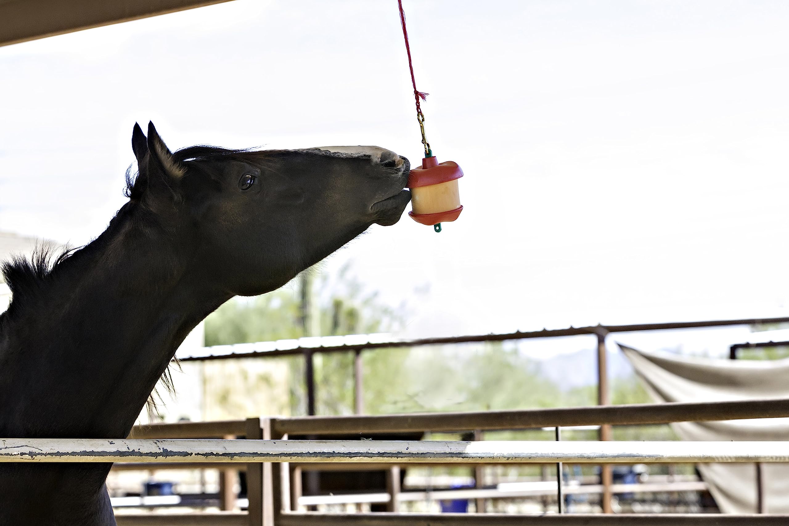 Horsemen's Pride Stall Snack Holder hangs in stall to entertain horses.