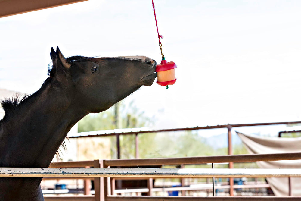Horsemen's Pride Stall Snack Holder hangs in stall to entertain horses.