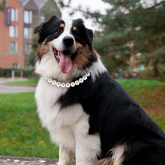 Hosiwei Chunky Pearl Dog Necklace features adjustable extension for perfect fit