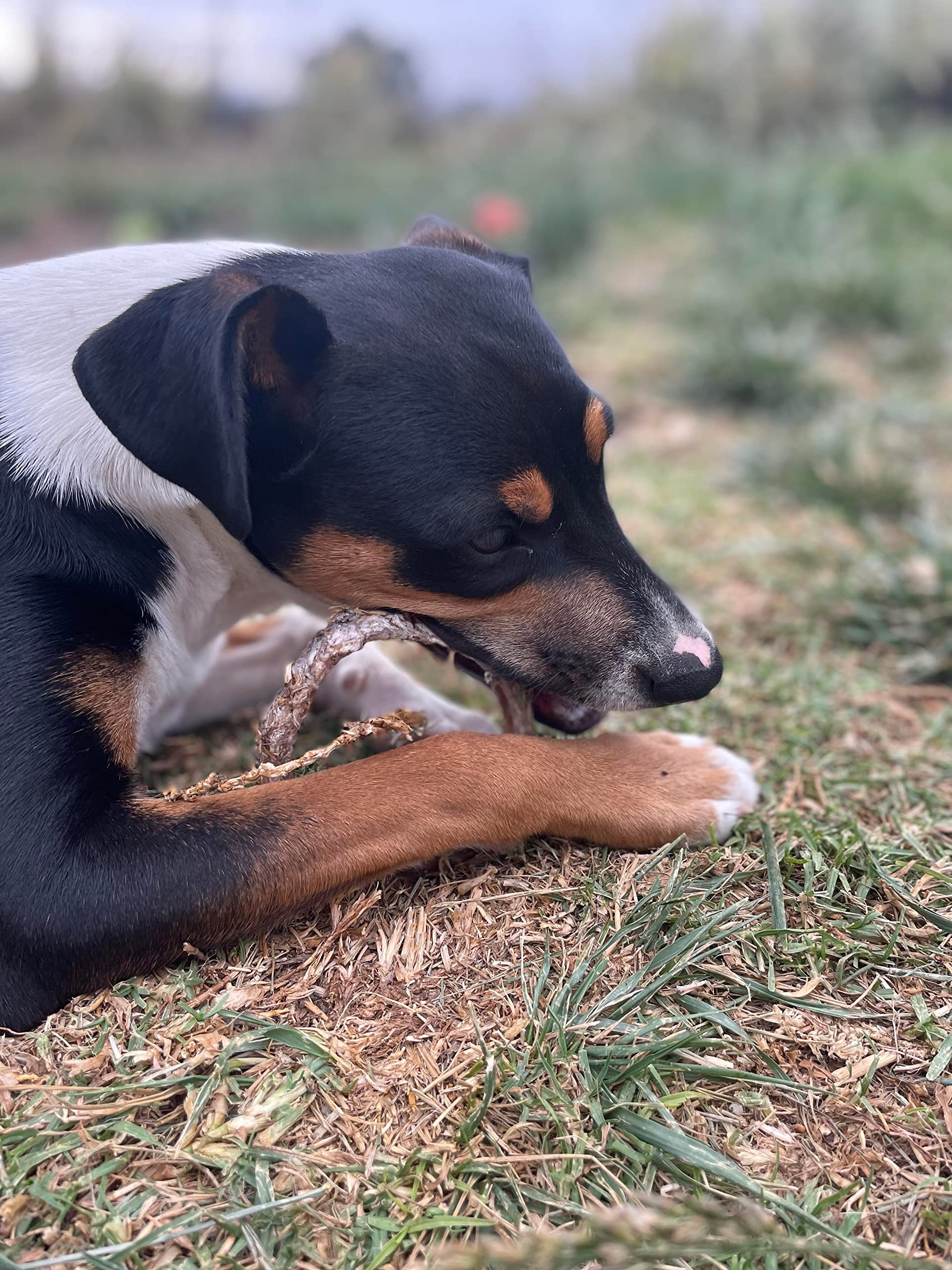 Hotspot Pets Bully Stick Rings natural beef pizzle with savory aroma.