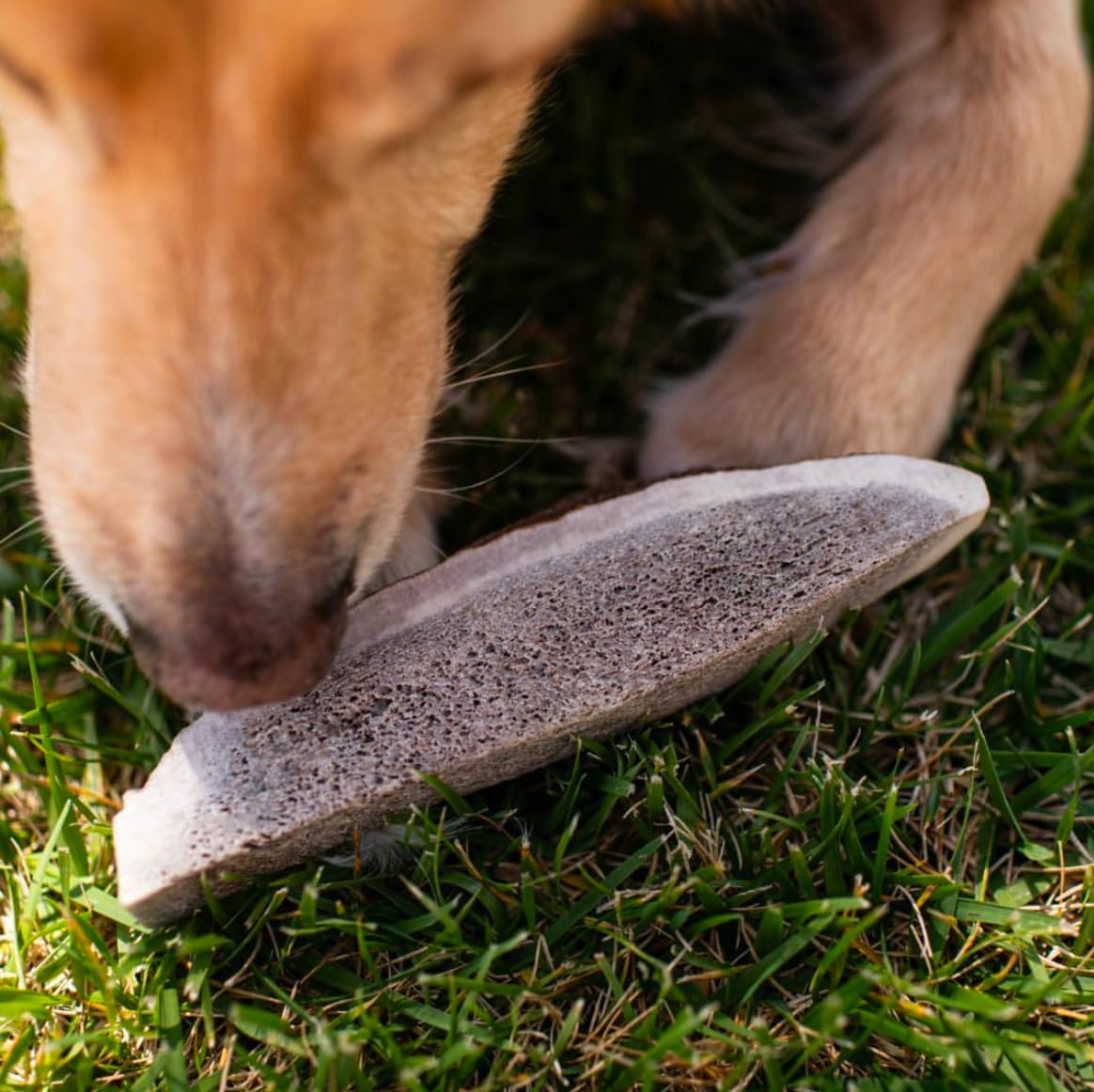 Calcium and minerals from Hotspot Pets elk antlers for natural chewing
