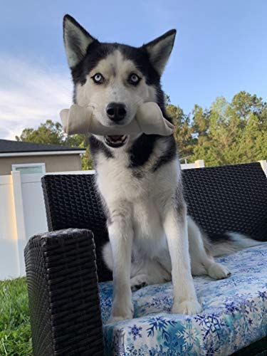Hotspot Pets dental-friendly chew option for enrichment and focus.