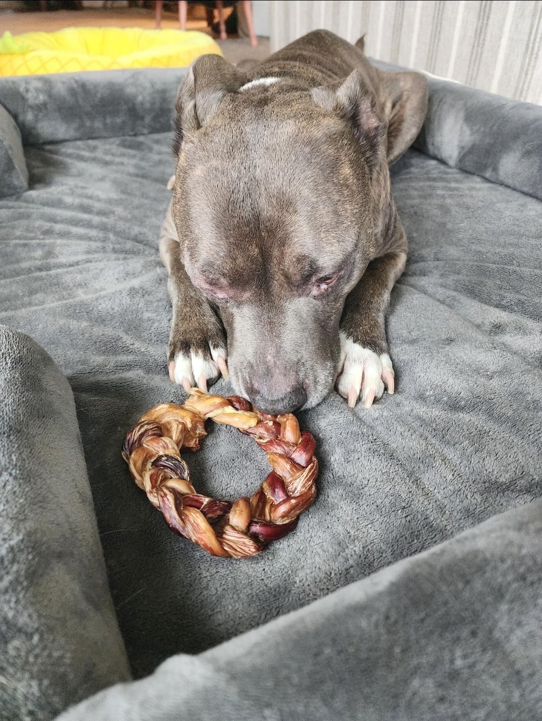 Hotspot Pets dental-health bully ring: supports jaw exercise and plaque control
