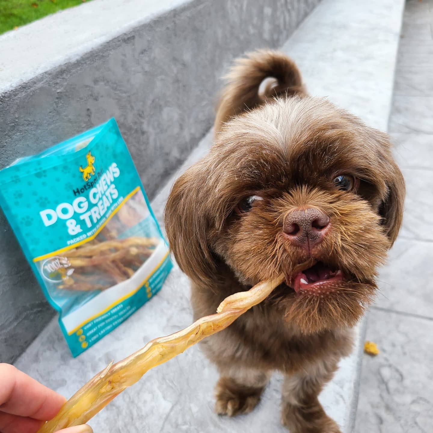 Dog enjoying Hotspot Pets beef tendon chew