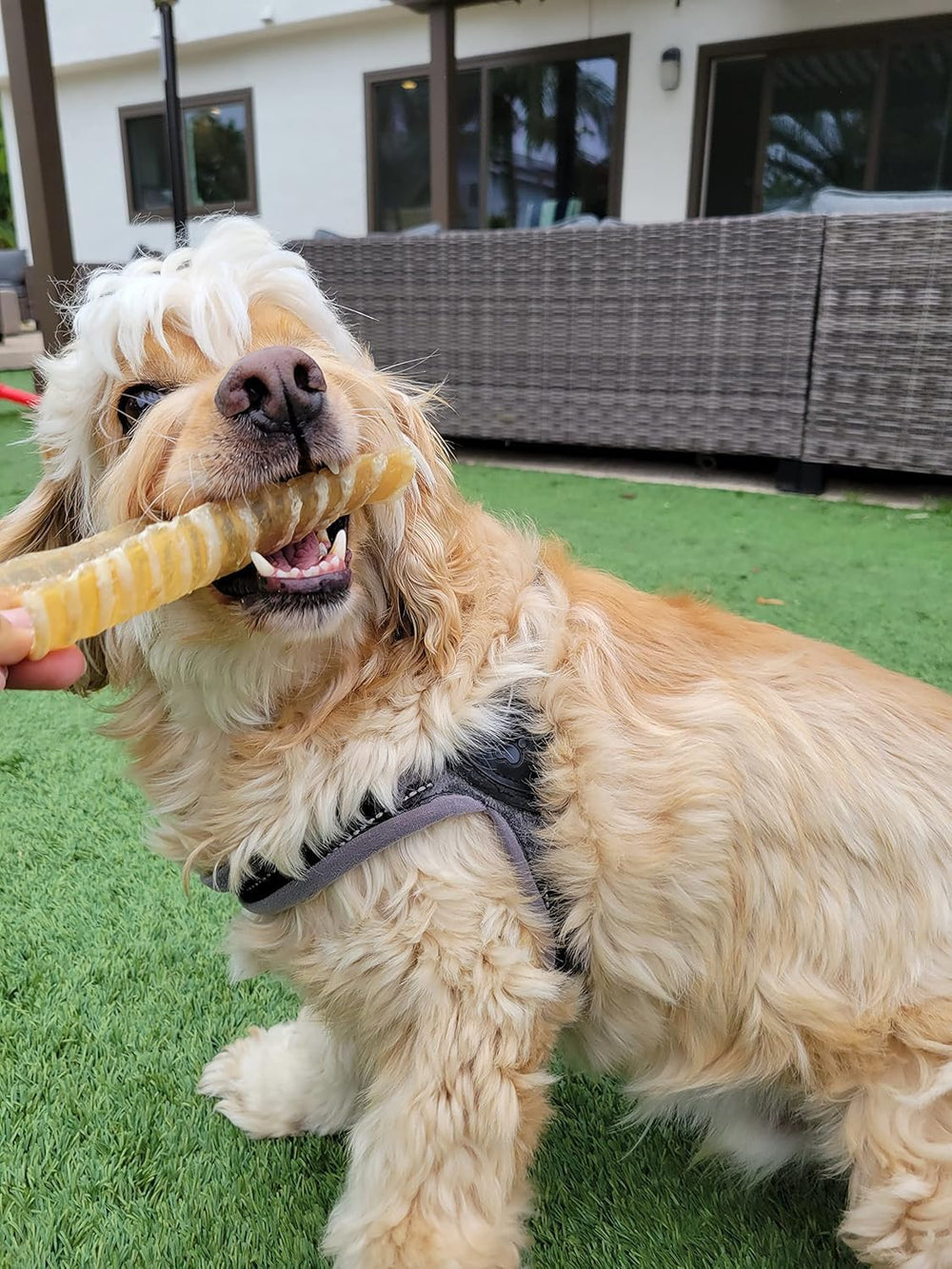 Grain-free texture Hotspot Pets beef trachea chew