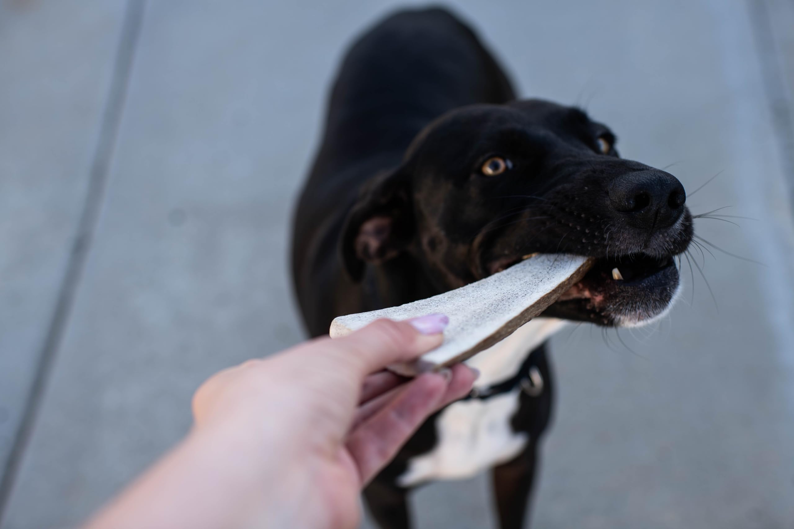 Hand-selected elk antlers for Hotspot Pets chews