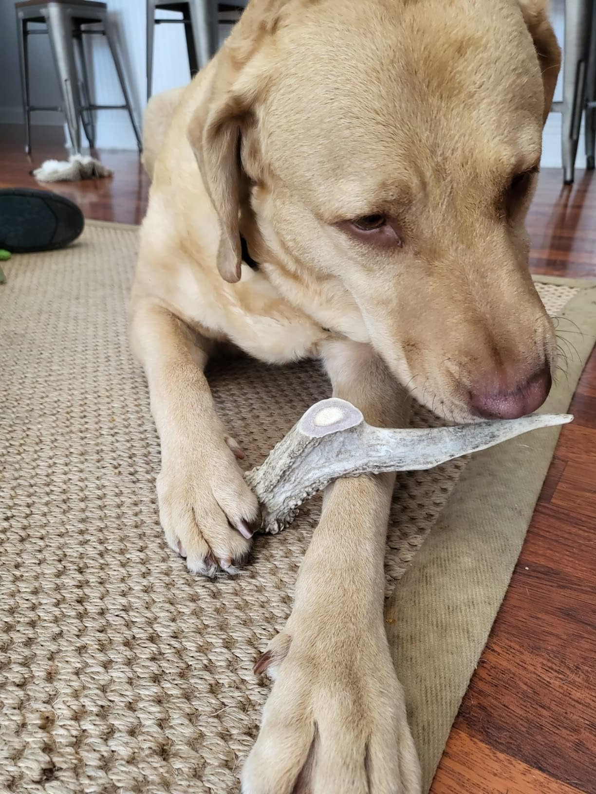 Hotspot Pets large-dog chew designed for strong chewers