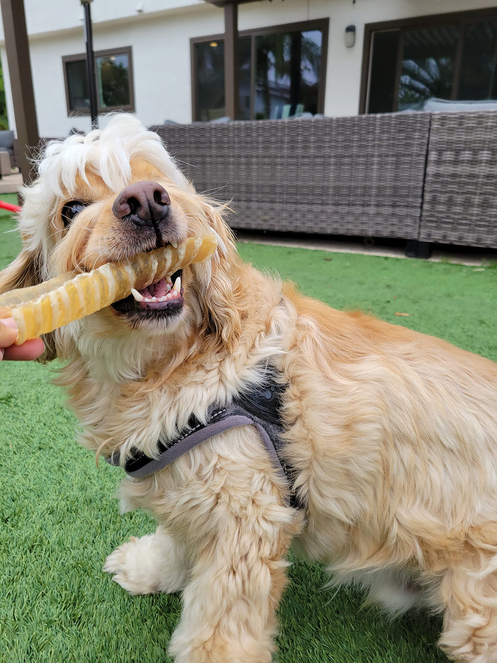 Hotspot Pets satisfaction guaranteed chews reassure pet owners with quality materials.