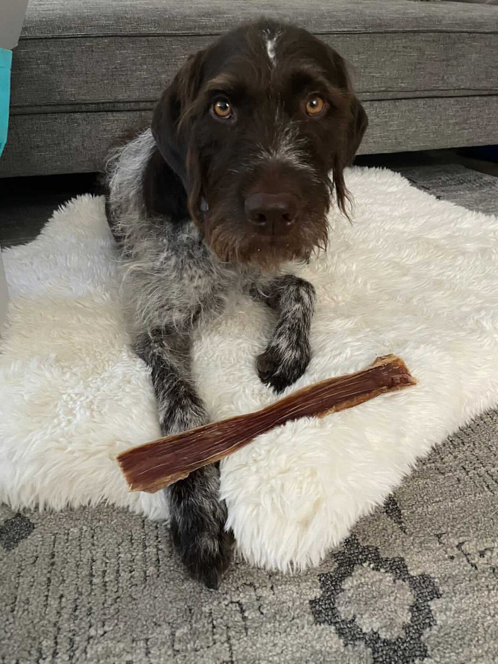 HotSpot Pets 6-inch esophagus treats ideal for training rewards and play.