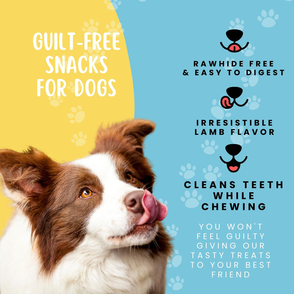 Hotspot Pets training-reward use with excited dog during clicker session.