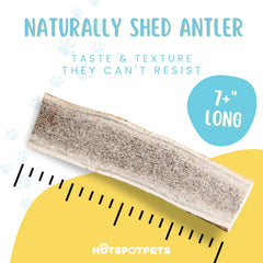 USA-made elk antlers from Hotspot Pets for large dogs, 7-inch