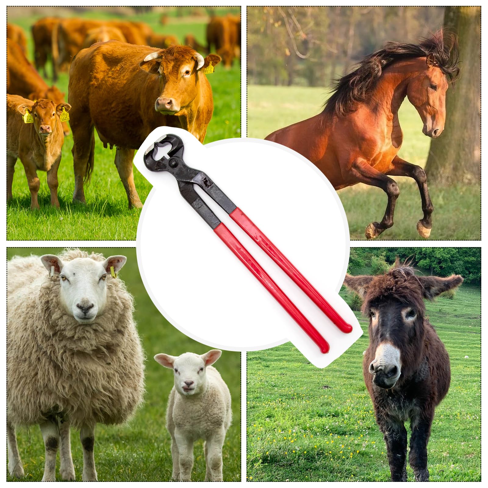 Hoypeyfiy hoof nipper in farm setting ready for hoof care