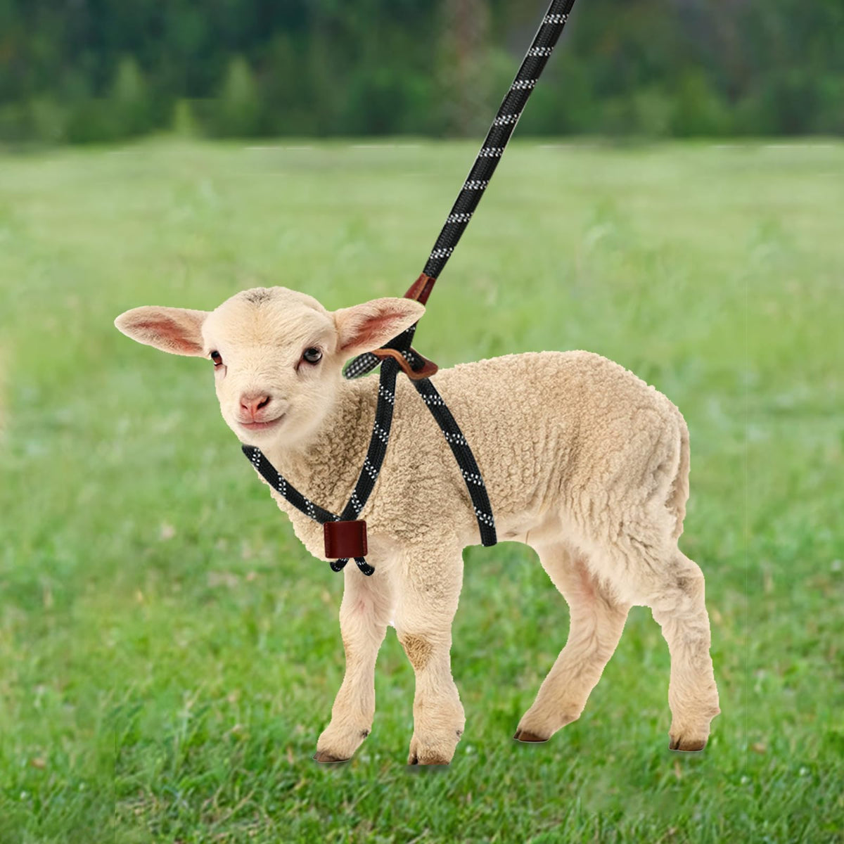 HRYOML goat harness adjustable size keeps goats comfortable as they grow