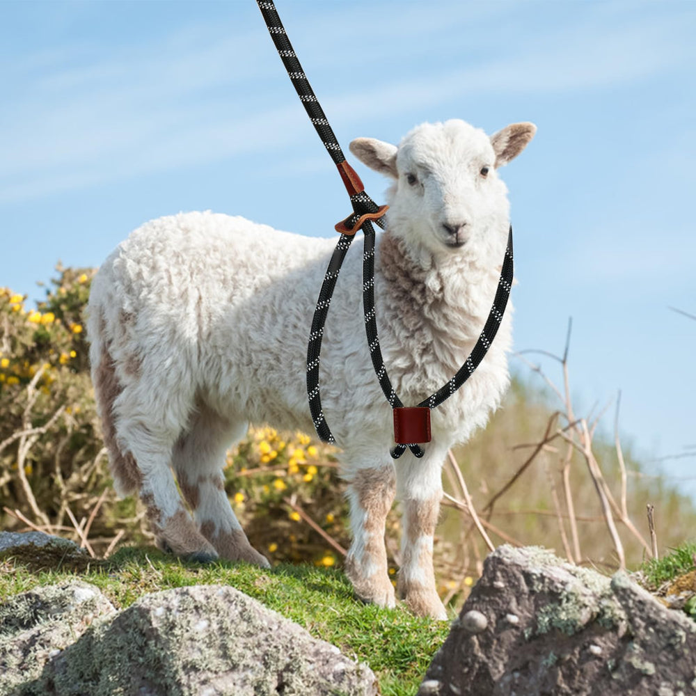 HRYOML harness supports sheep grooming and gentle handling