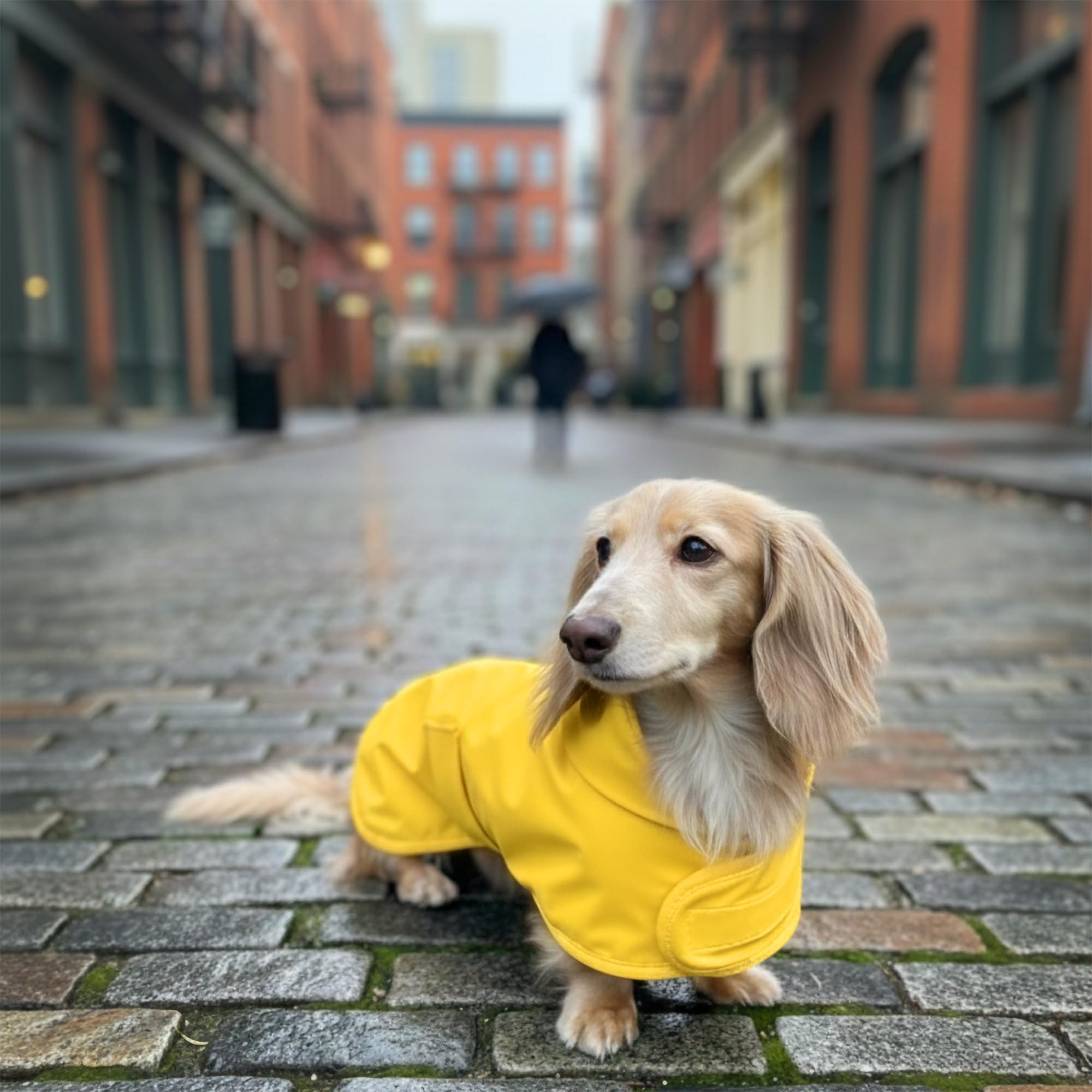 Hudson Hound mesh lining keeps your dog comfy during zoomies