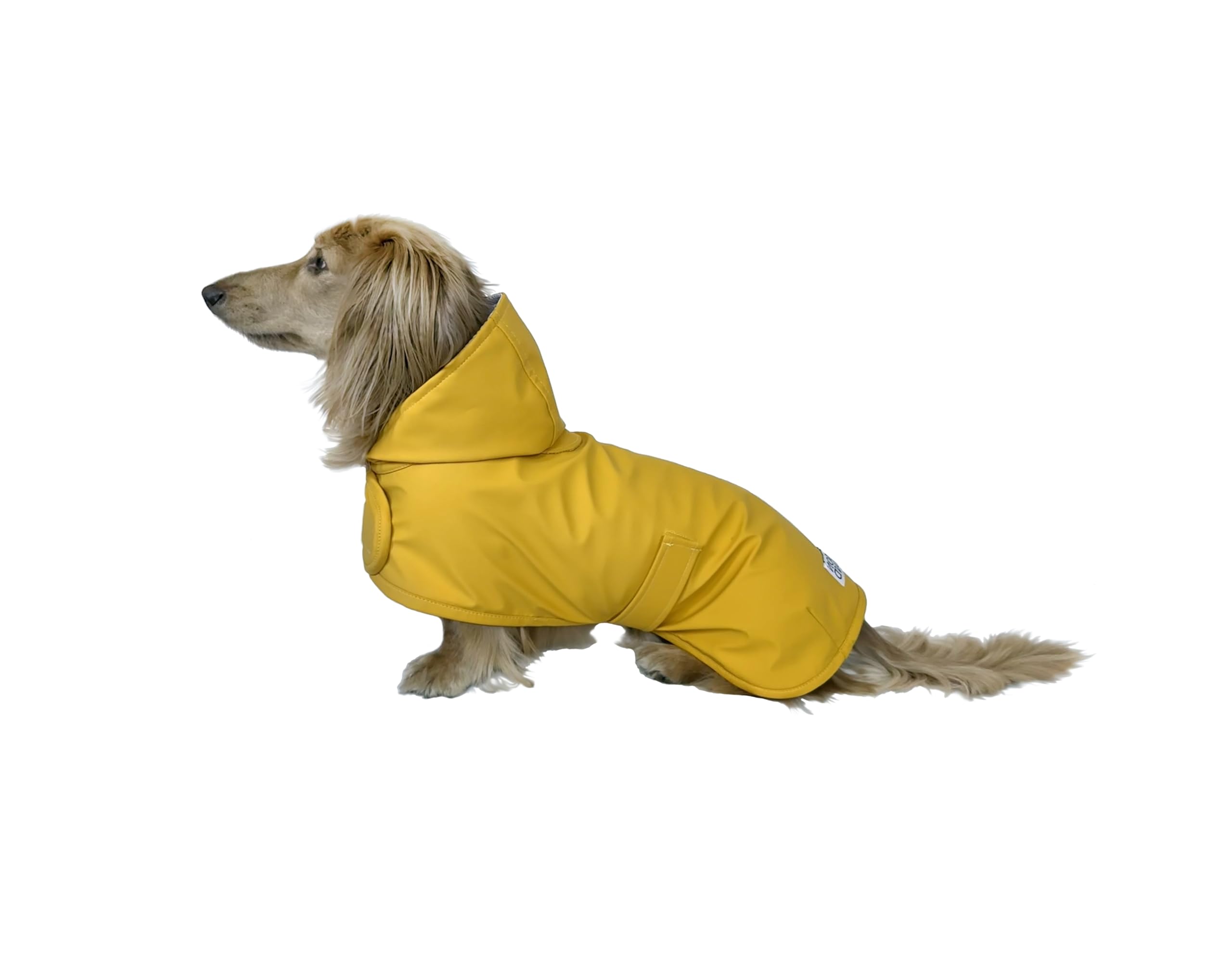 Hudson Hound dachshund raincoat in yellow, front view, waterproof protection for daily walks