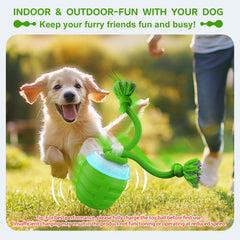 Huimpet rolling squeaky ball on carpet for engaging indoor play