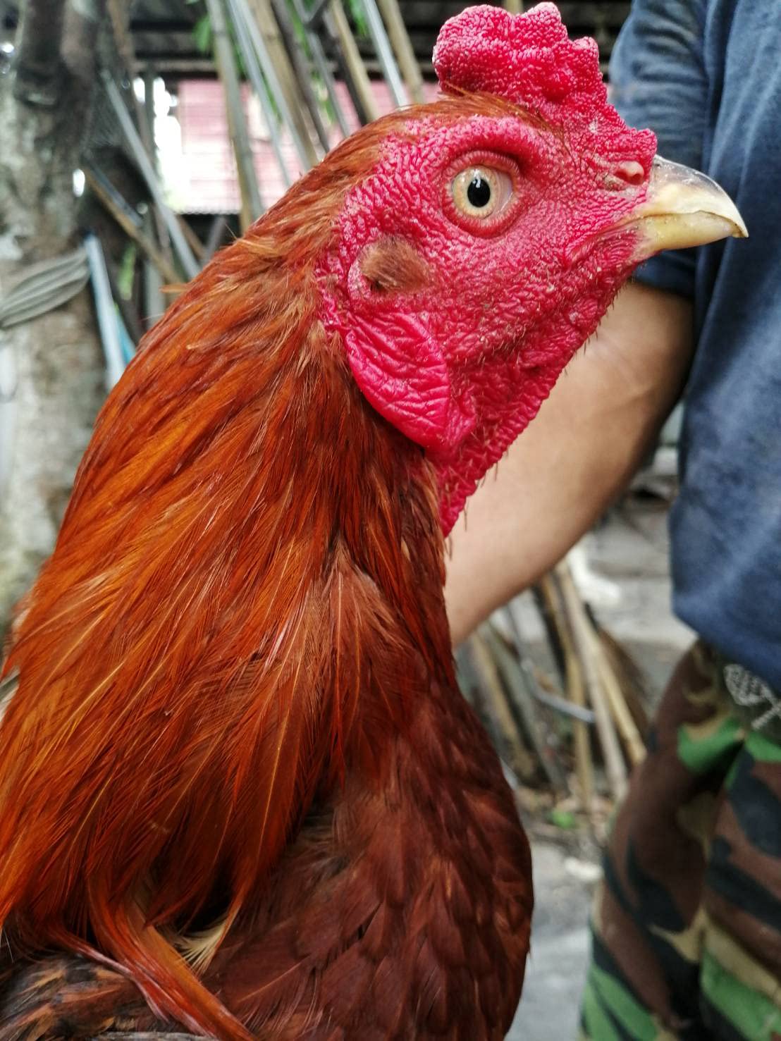 All-poultry care with HULX suitable for roosters, hens, and birds.